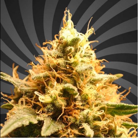 OG Kush Auto